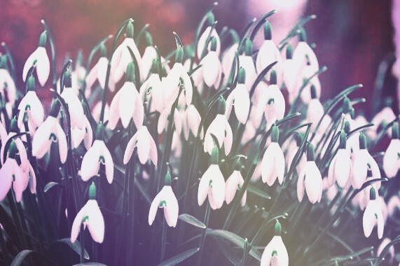 GALANTHUS